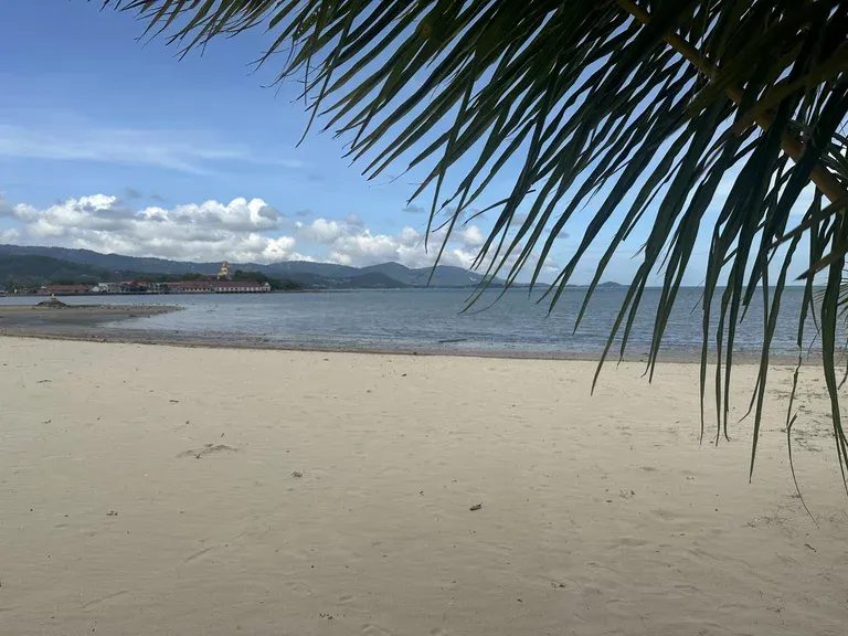 Palmen am Strand von Ko Samui